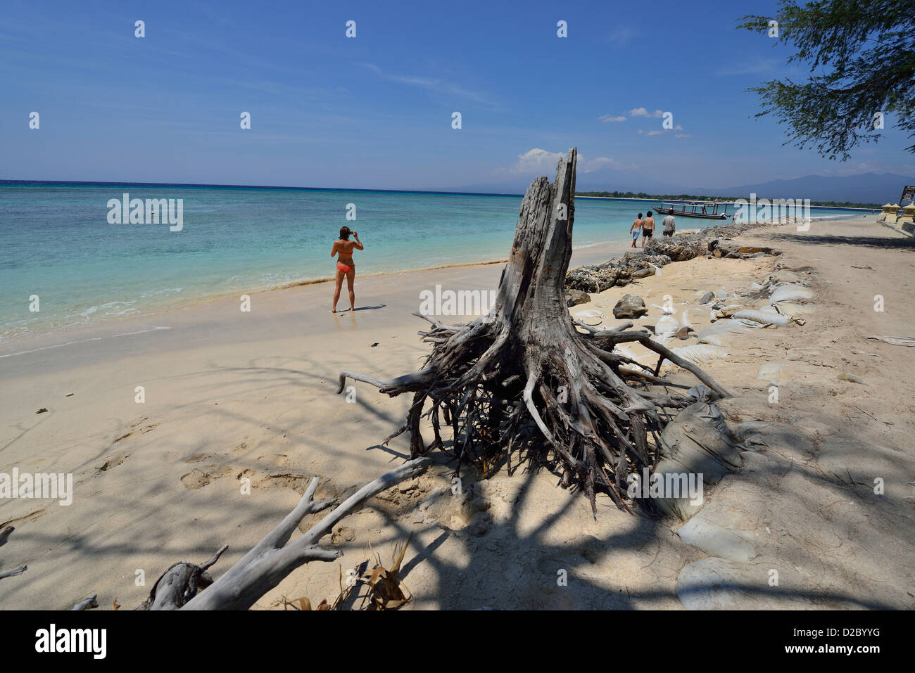 A dead tree in the beach at the tropical island of Gili Trawangan; Lombok, Indonesia. Stock Photo