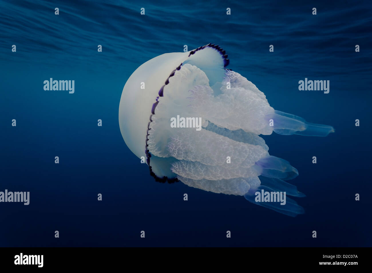 Underwater view of jellyfish swimming near the surface, Rhizostoma pulmo in Mediterranean Sea Stock Photo