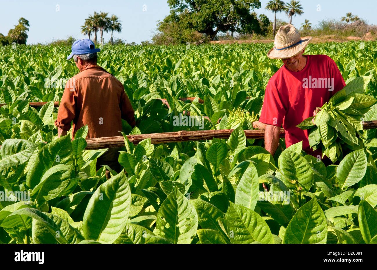 Farmers Harvesting Tobacco Fields In Cuba In Las Barrigonas Region