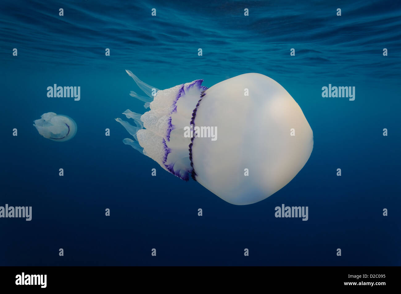 Underwater view of jellyfish swimming near the surface, Rhizostoma pulmo in Mediterranean Sea Stock Photo