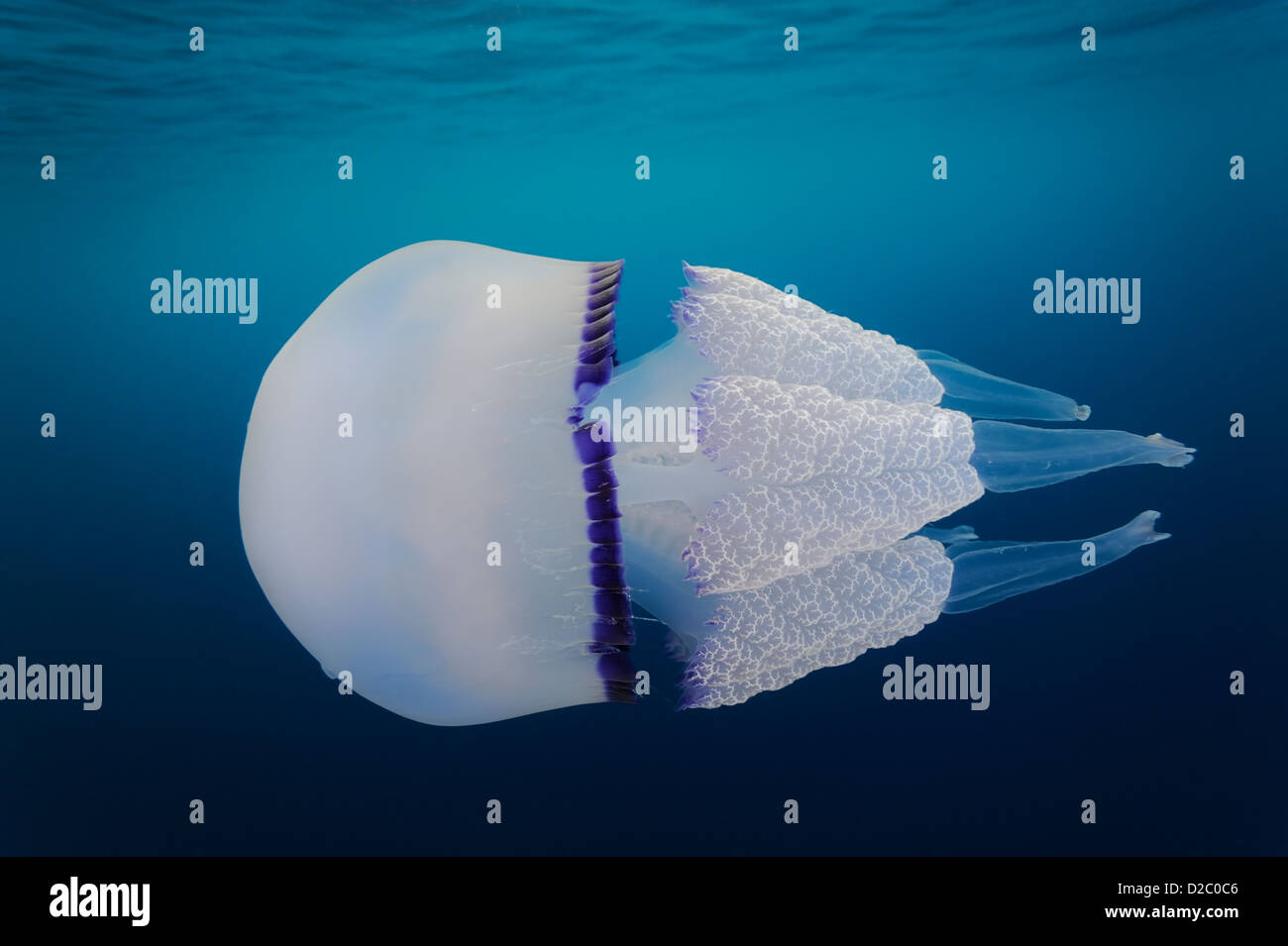 Underwater view of jellyfish swimming near the surface, Rhizostoma pulmo in Mediterranean Sea Stock Photo