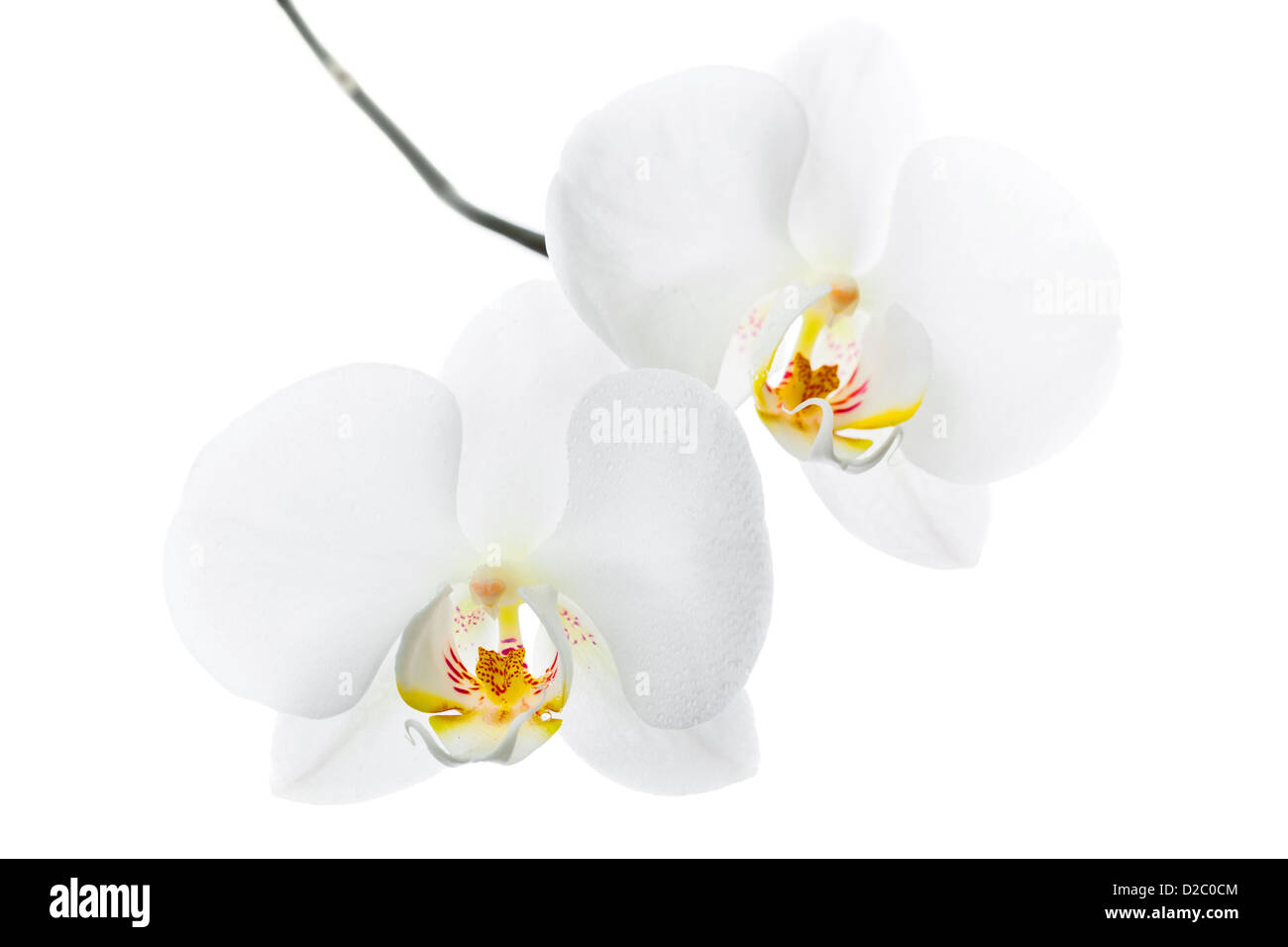 Phalaenopsis Two White Orchid Flowers High Resolution Stock Photography And Images Alamy