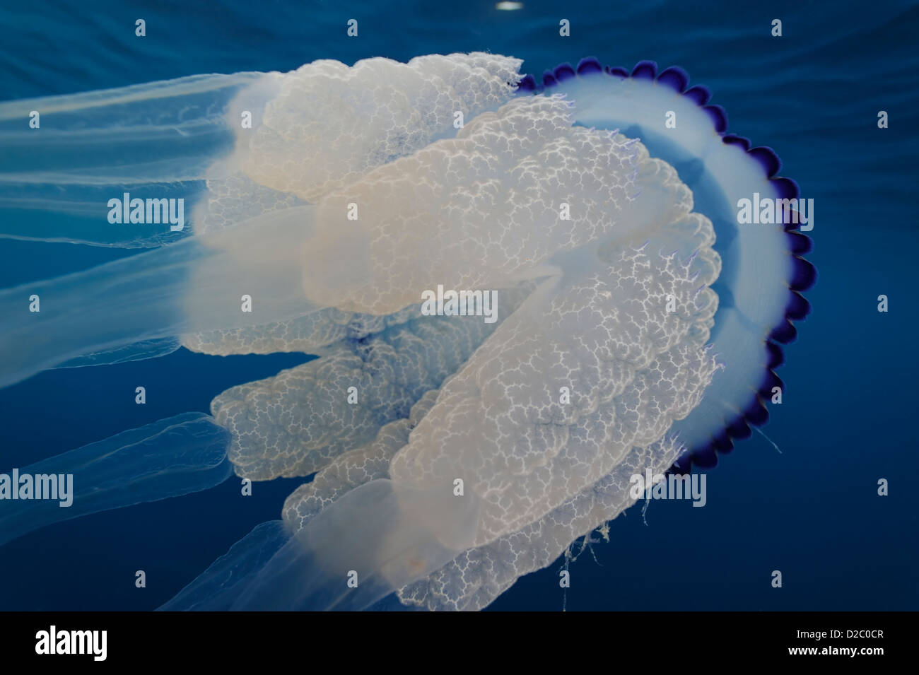 Underwater View Of Jellyfish Swimming Near The Surface Rhizostoma 