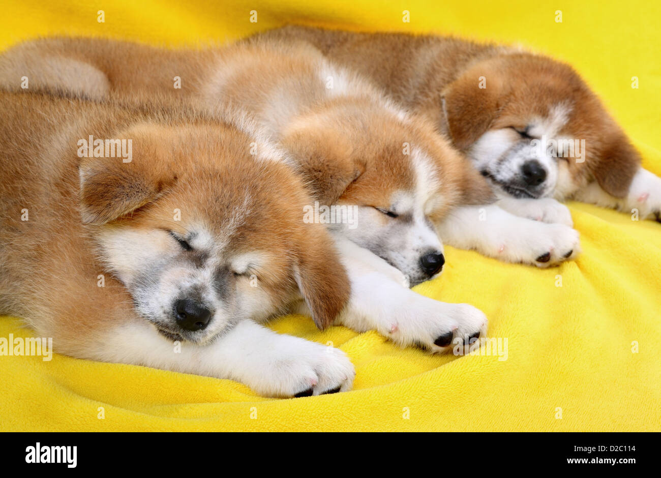 yellow akita