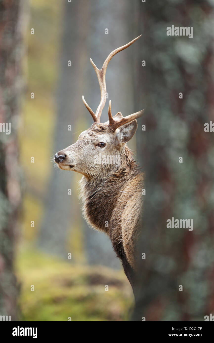 Young red deer stag (Cervus elaphus) head and neck showing between pine trees Stock Photo