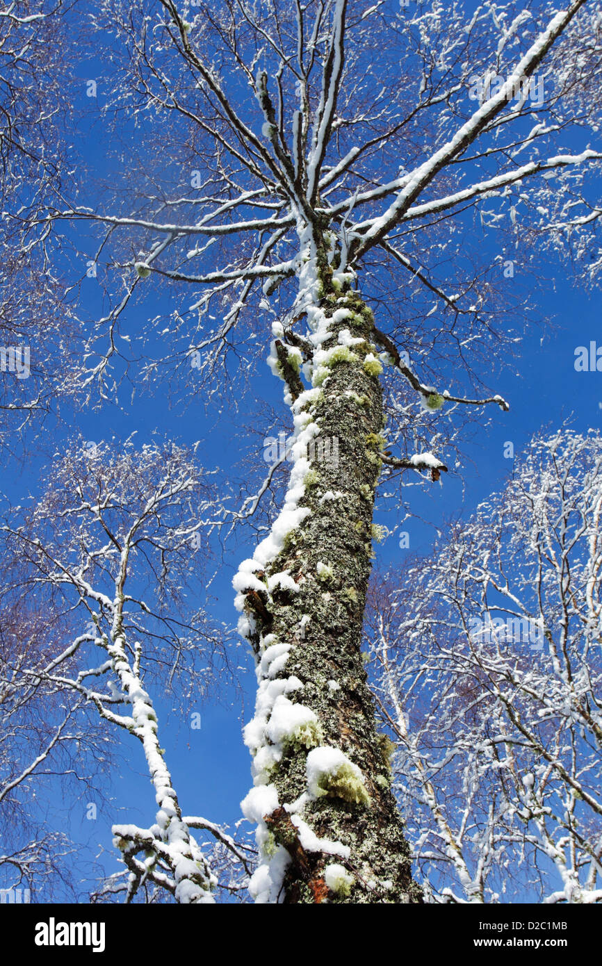 Lichen covered birch tree with snow on its branches viewed against a blue sky Stock Photo