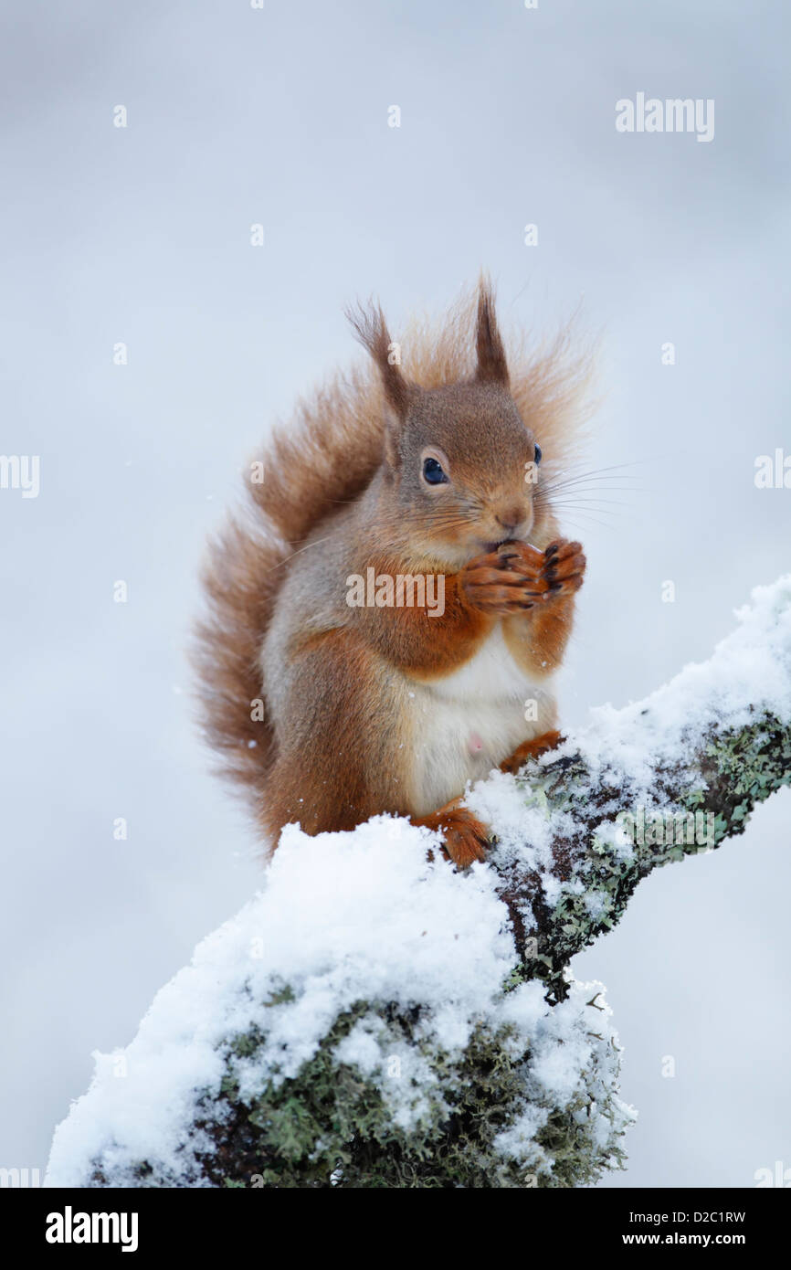 Red squirrel (Sciurus vulgaris) sat on a thin snow covered branch while eating Stock Photo