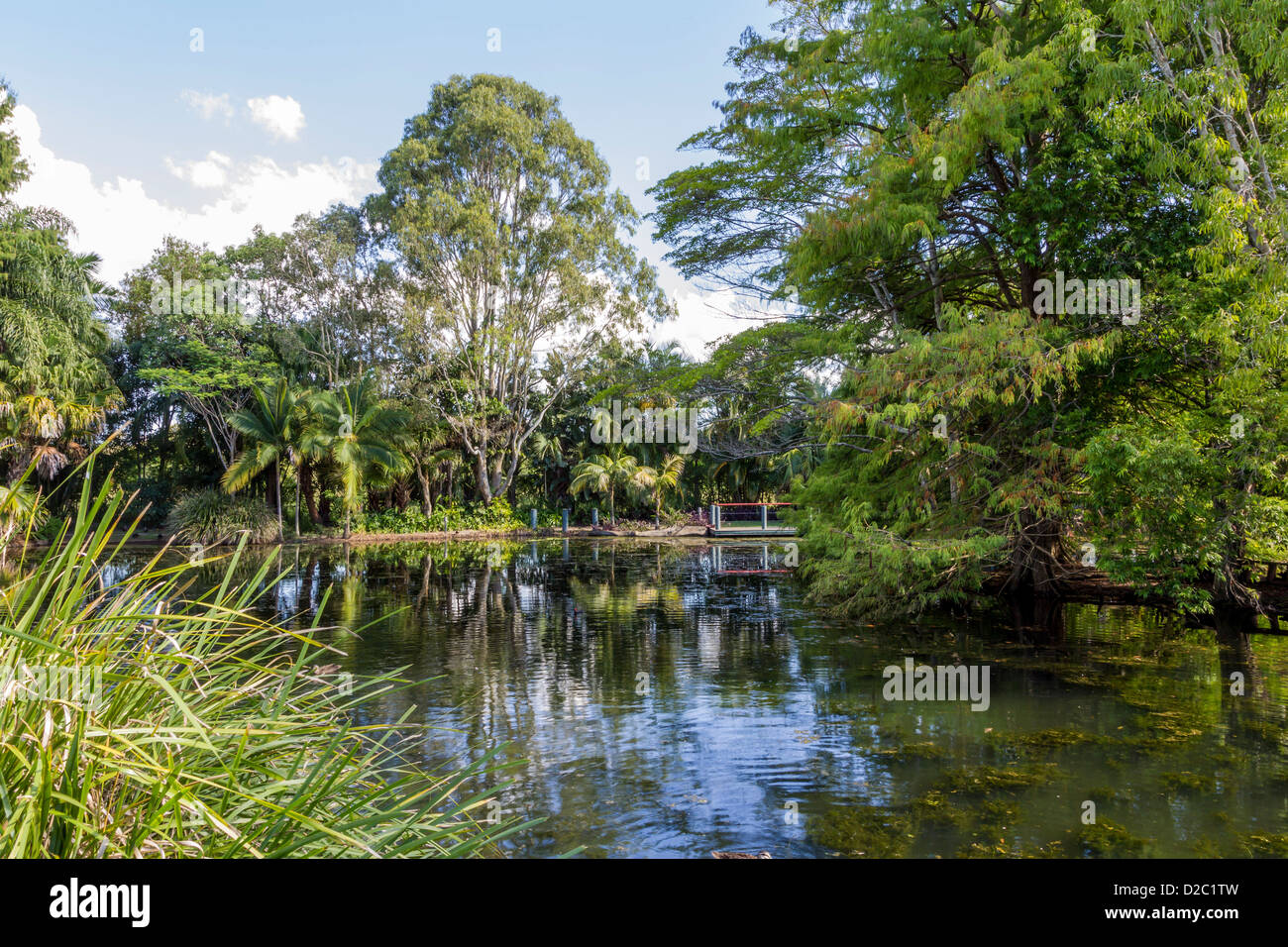 Peaceful pond in rainforest setting Stock Photo Alamy
