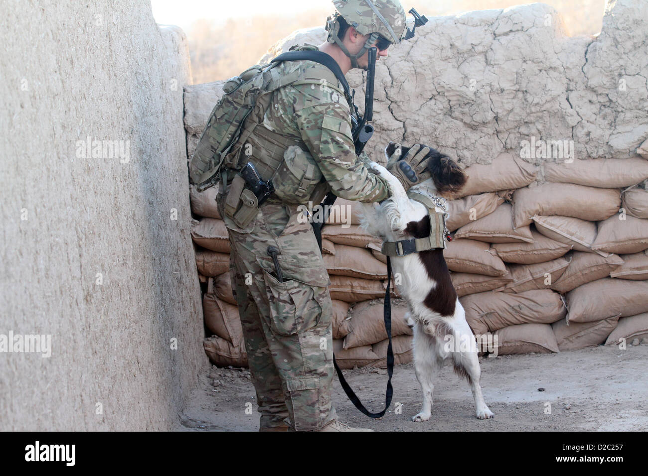 A US army soldiers plays with Bandit, a military working dog during a security operation January 19, 2-13 in Farah province, Afghanistan. Stock Photo