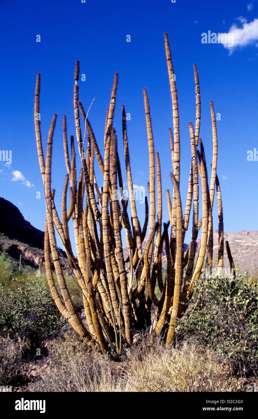 Arizona. Organ Pipe Cactus National Monument. Dead Organ Pipe Cactus. (Stenocereus Thurberi) Stock Photo