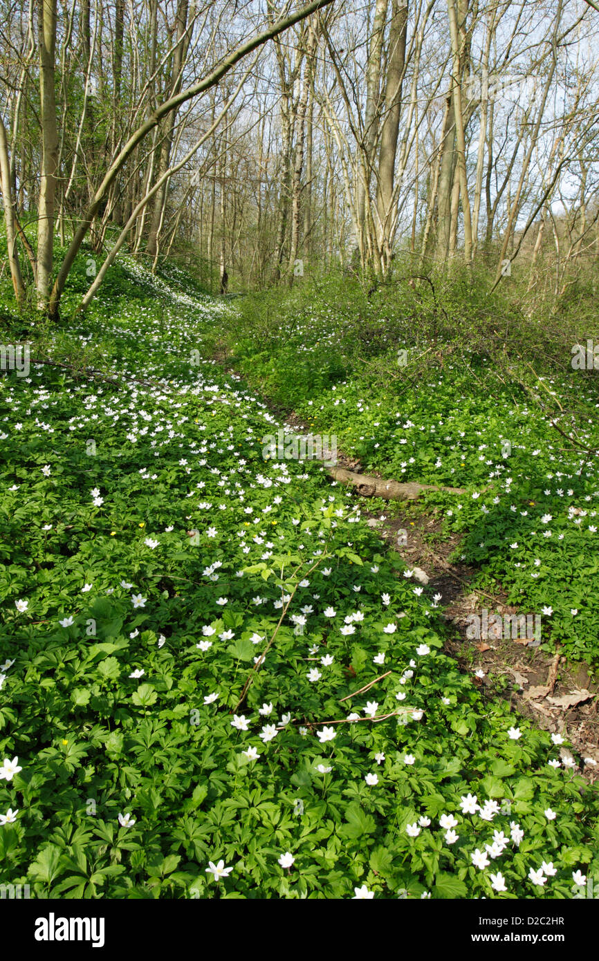 A footpath leads through wood anemones (Anemone nemorosa) covering a