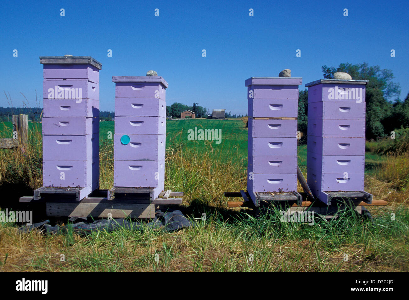 Washington.Sequim. Bee Hives. Purple Haze Organic Lavender Farm. Stock Photo