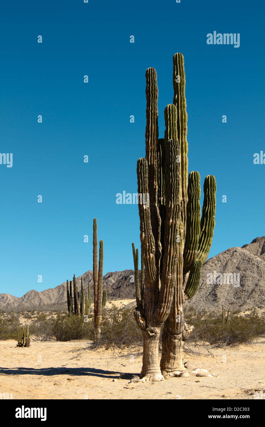 Cardón cactus Stock Photo