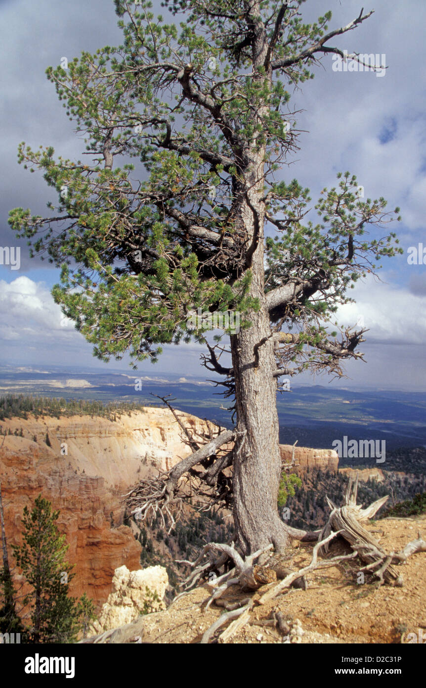 Utah. Bryce Canyon National Park. Bristlecone Pine Tree On Bristlecone Loop Trail. Stock Photo
