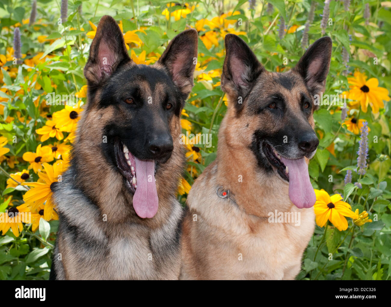 Two German Shepherd Dogs sitting-close up Stock Photo