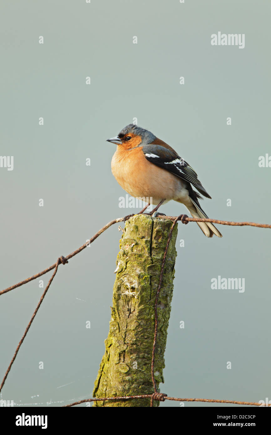 Male chaffinch (Fringilla coelebs) perched on a fence post set against a pale blue sky Stock Photo