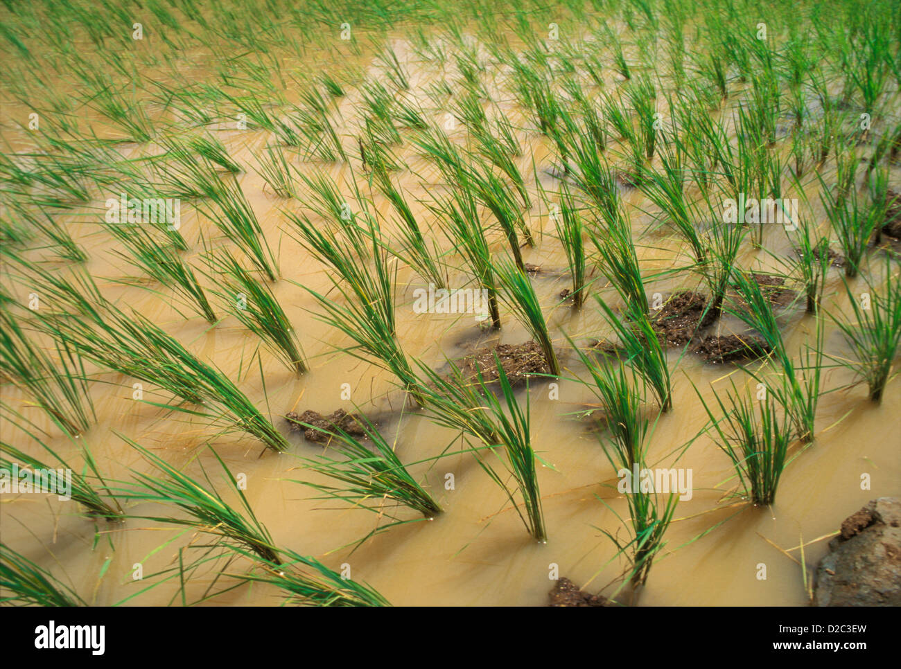 India. Rice. Stock Photo