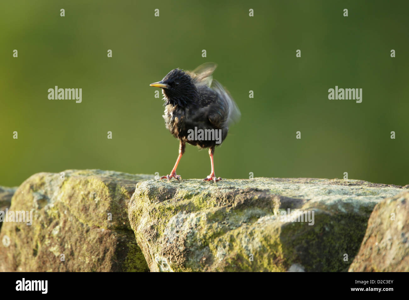 European starling (Sturnus vulagris) standing on a drystone wall and shaking its feathers Stock Photo