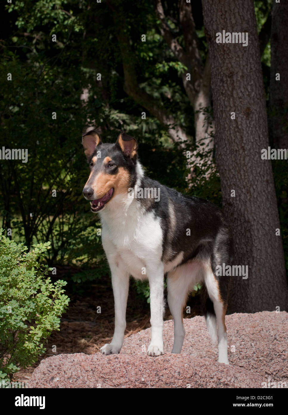 Smooth Collie standing on boulder Stock Photo