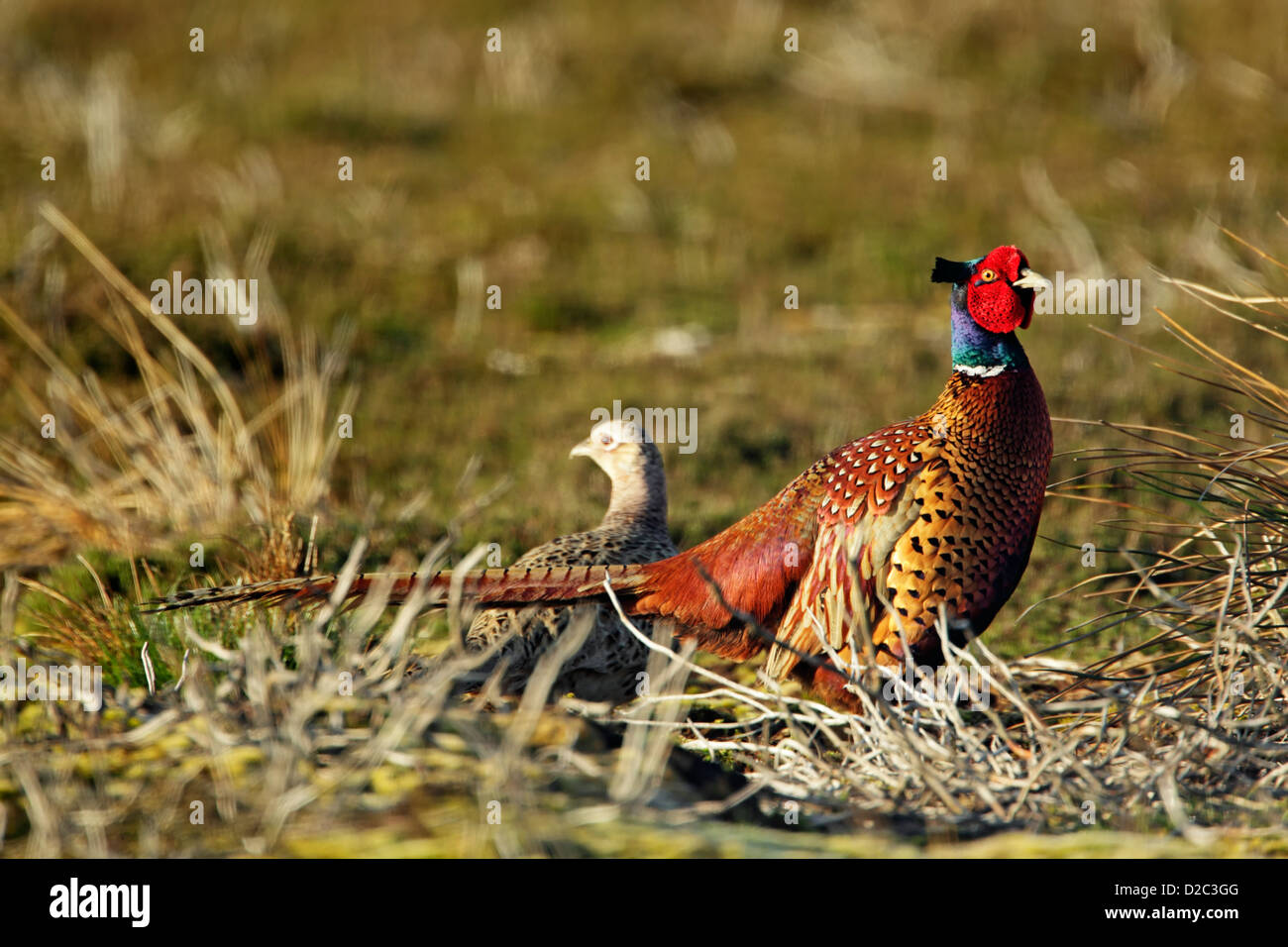 Male and female pheasant hires stock photography and images Alamy