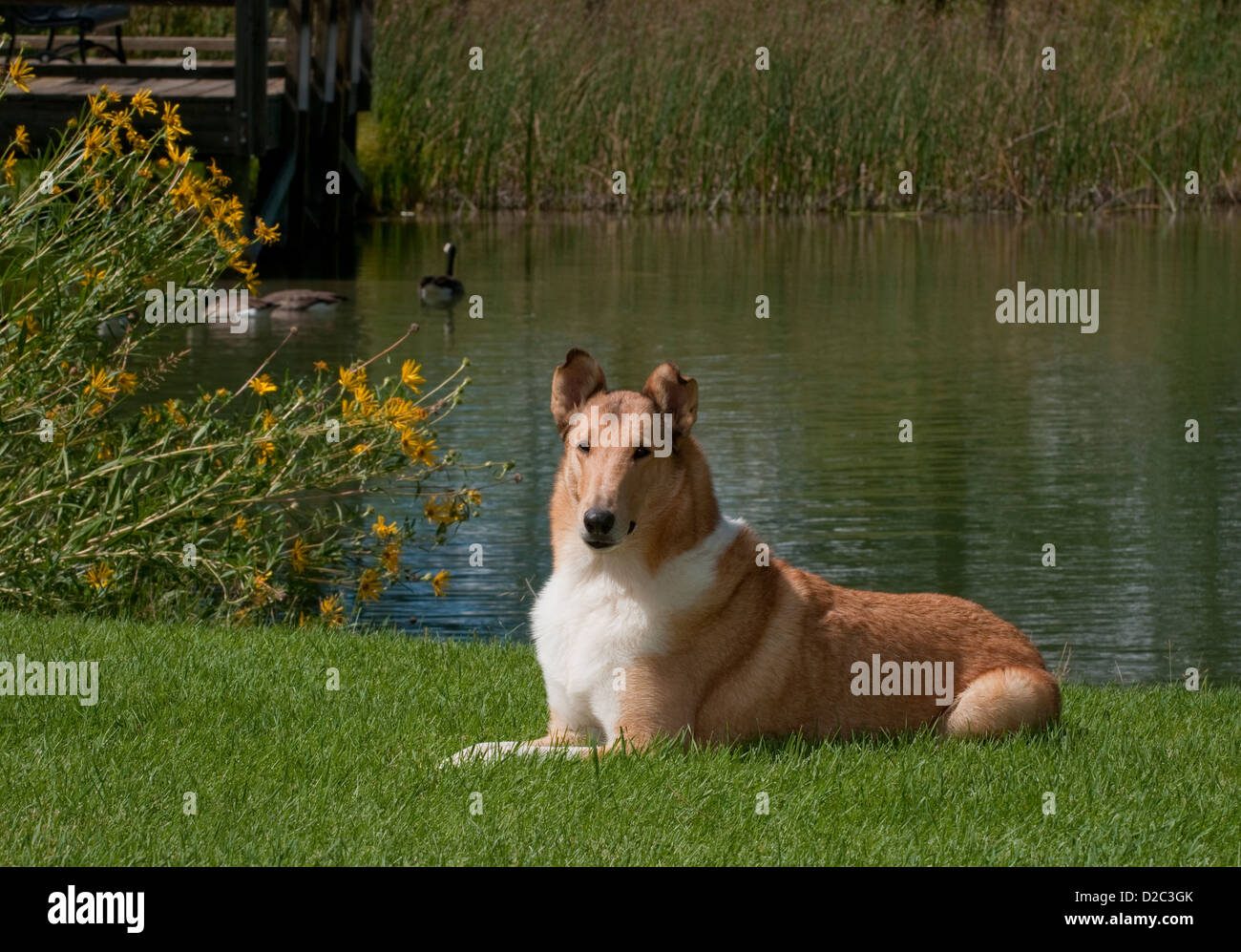 Smooth Collie lying down in grass Stock Photo