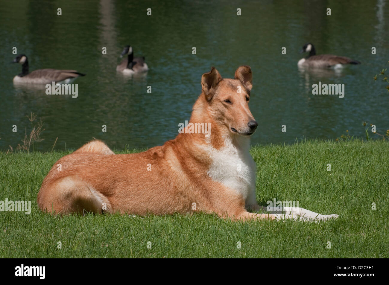 Smooth Collie lying down in grass Stock Photo