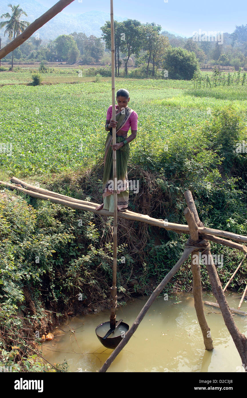 India. Traditional Water Irrigation To Rabbi (After Monsoon) Crop
