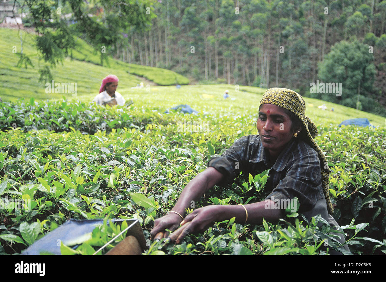 India, West Bengal, Darjeeling. Tea Garden Workers Stock Photo Alamy