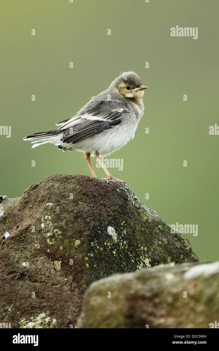 A very young pied wagtail (Motacilla alba) standing on a lichen covered boulder Stock Photo