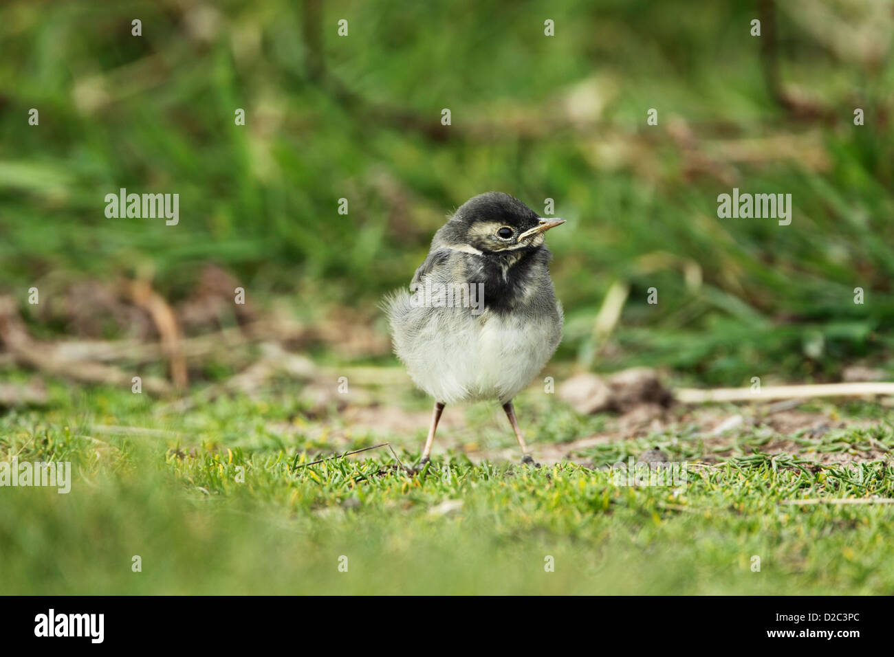 A juvenile pied wagtail (Motacilla alba) standing on the ground Stock Photo
