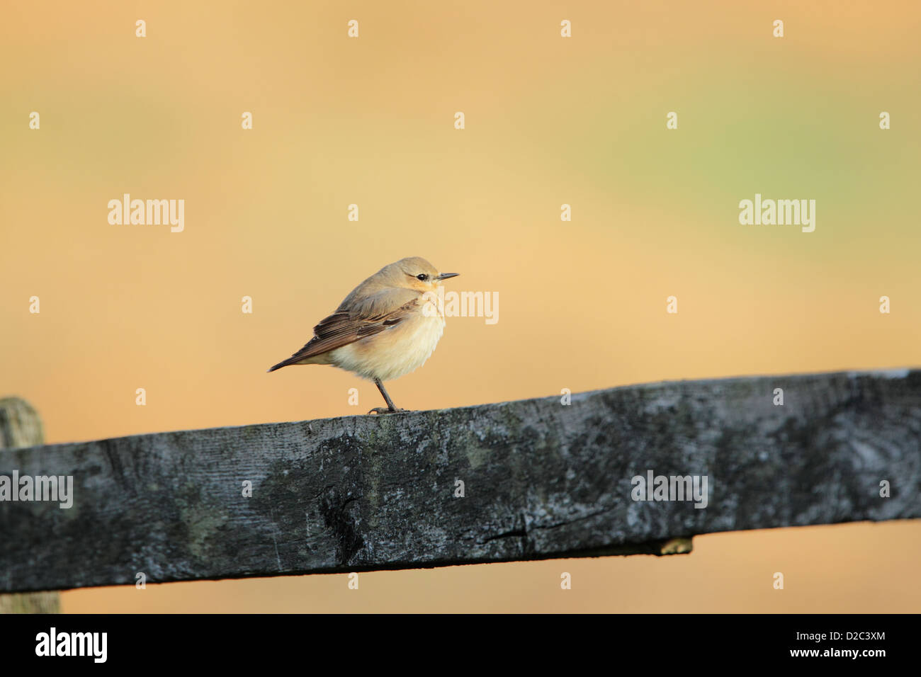 Northern wheatear (Oenanthe oenanthe) juvenile standing on top of a wooden fence rail Stock Photo