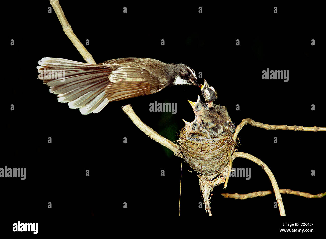 Feeding Fantail Fly Catcher Birds At Sanjay Gandhi National Park, Borivali, Maharashtra, India Stock Photo