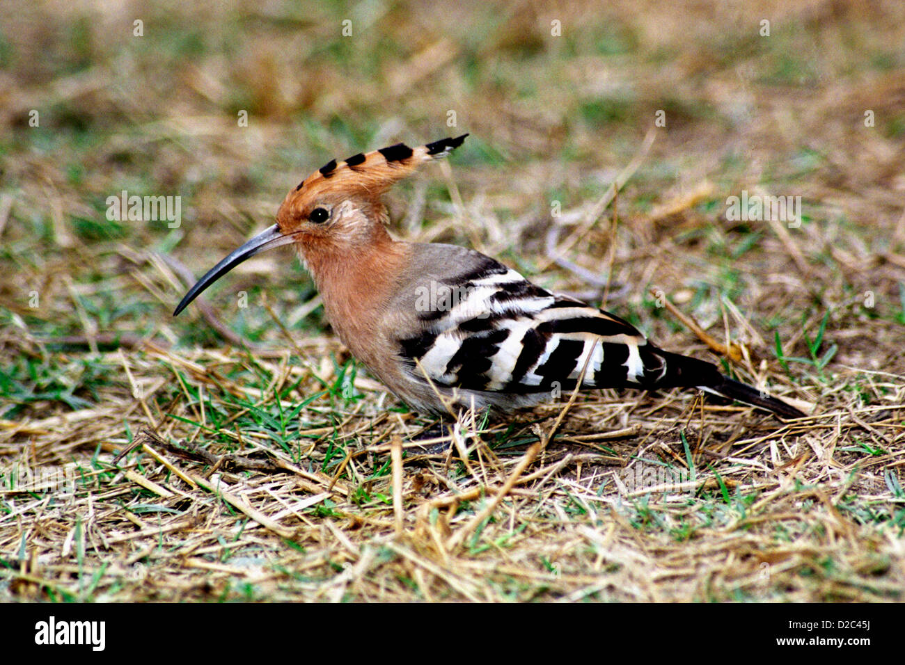 Hoopoe Bird At Bharatpur Bird Sanctuary Rajasthan, India Stock Photo ...