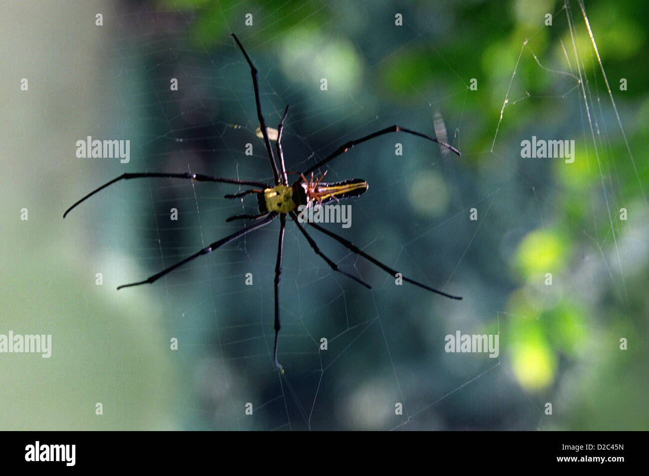 Giant Spider At Sanjay Gandhi National Park, Borivali, Maharashtra, India Stock Photo