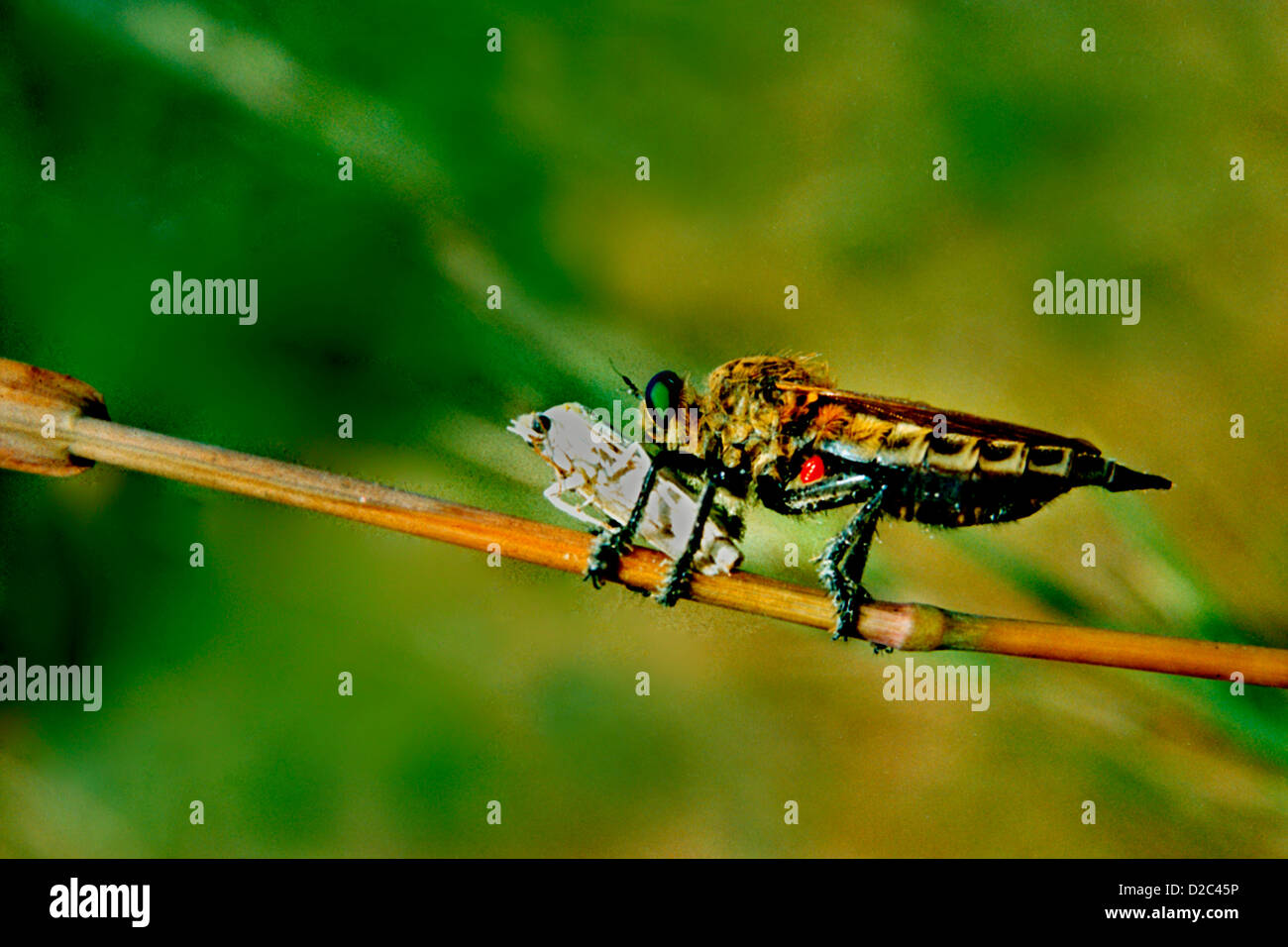 Robber Fly Insect With Prey At Sanjay Gandhi National Park, Borivali, Maharashtra, India Stock Photo