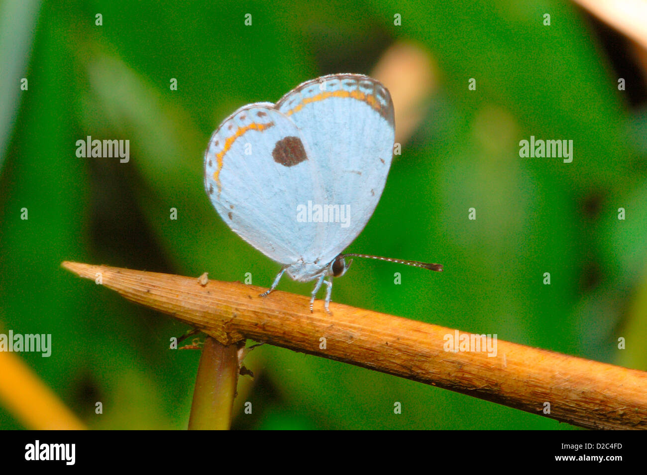 Butterfly, Forest Quaker, Arunachal Pradesh, India Stock Photo
