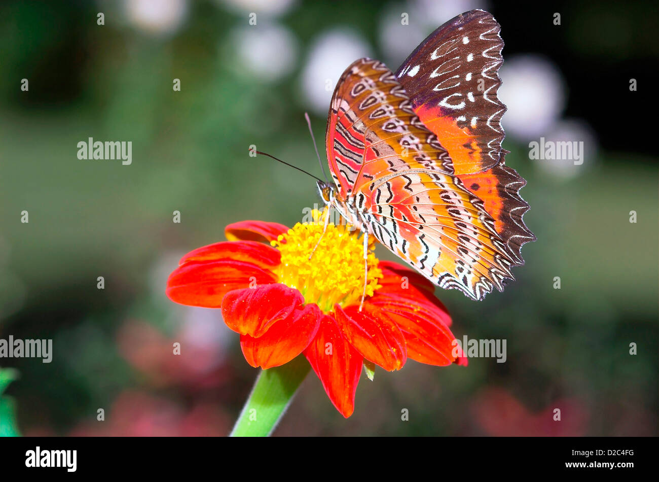 Butterfly, Red Lacewing, Arunachal Pradesh, India Stock Photo