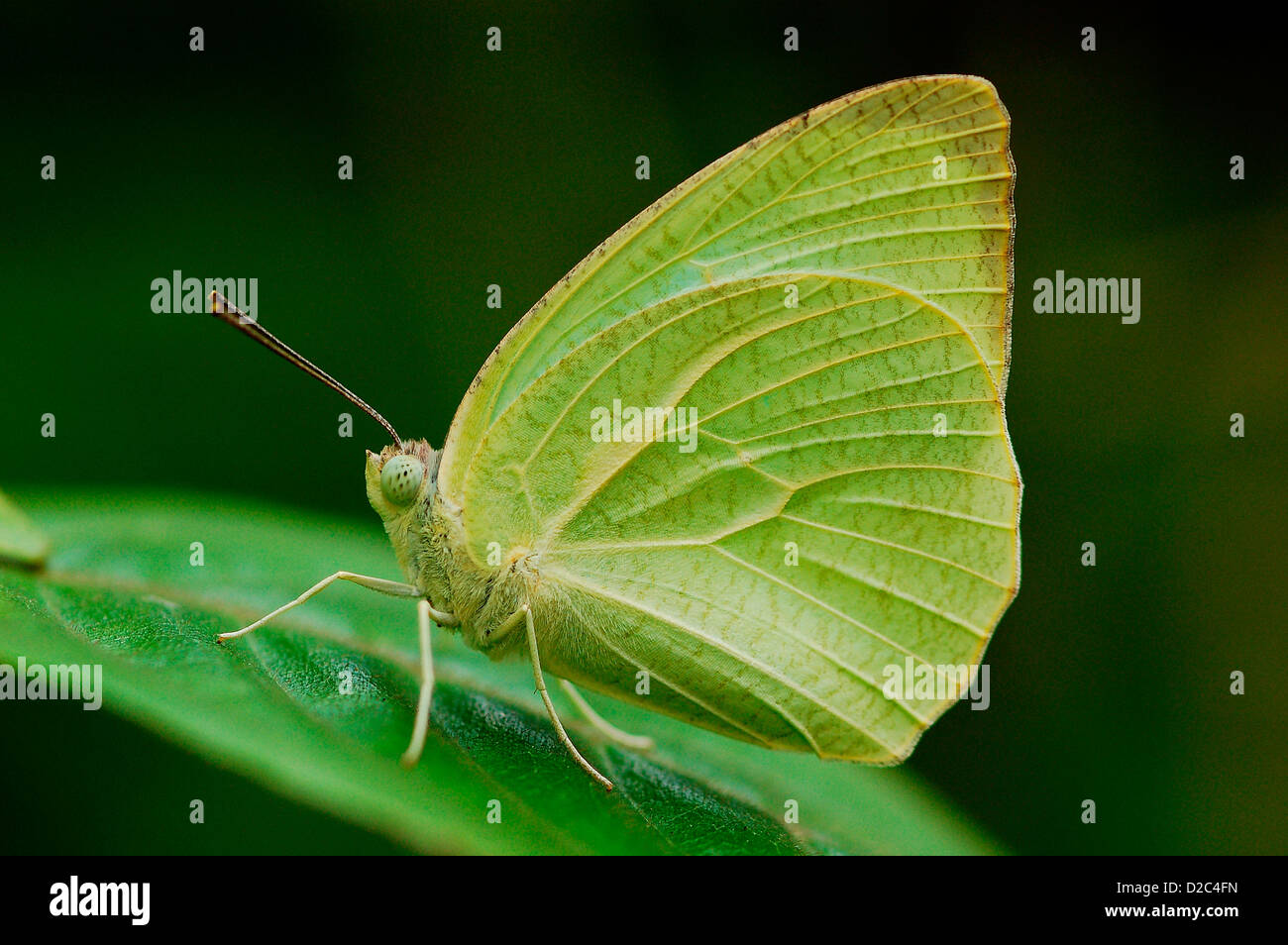 Butterfly, Mottled Emigrant Stock Photo