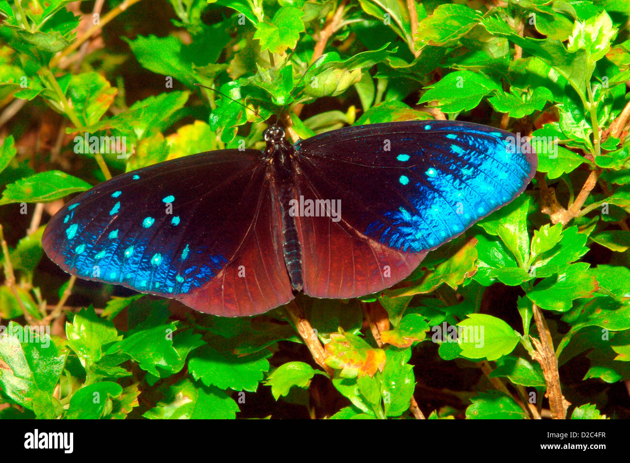 Butterfly, Striped Blue Crow, Arunachal Pradesh, India Stock Photo