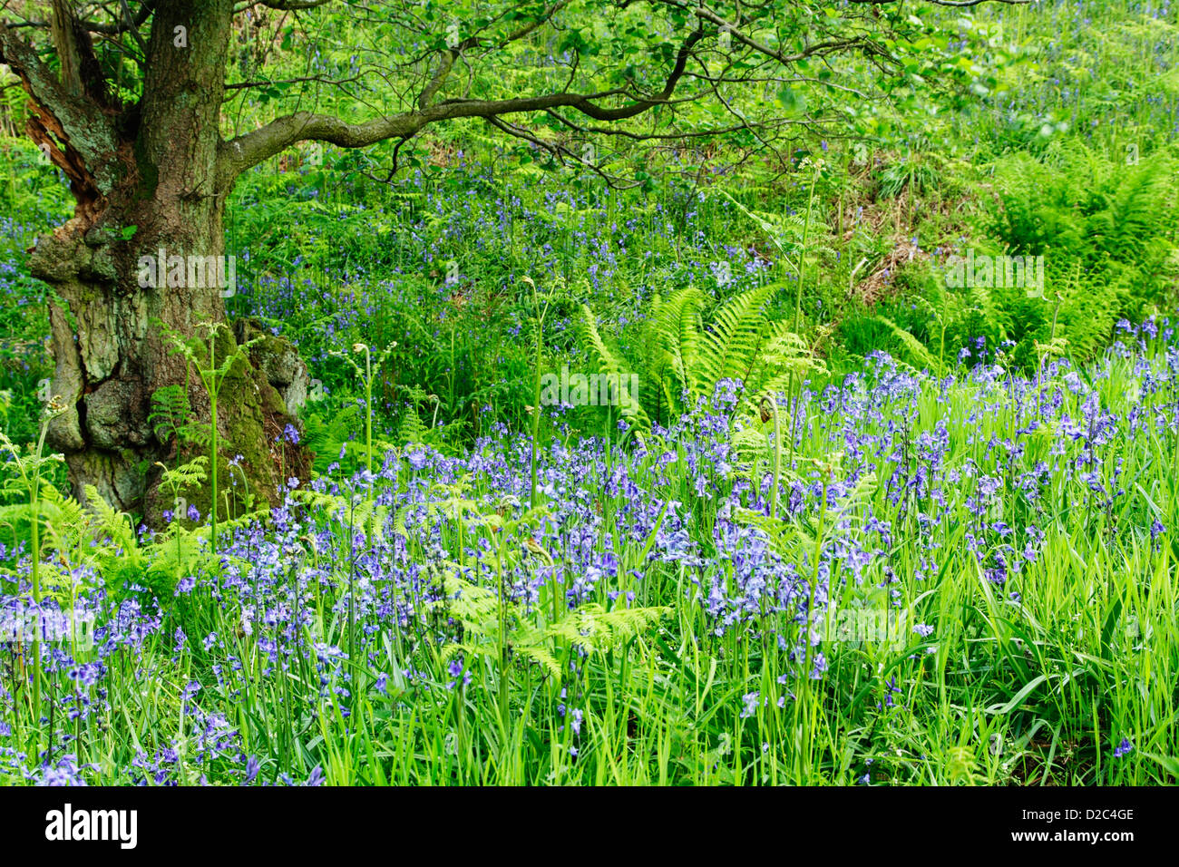 Bluebells (Hyacinthoides non-scripta) among grass and bracken at Sonley Wood in Farndale in North York Moors National Park Stock Photo