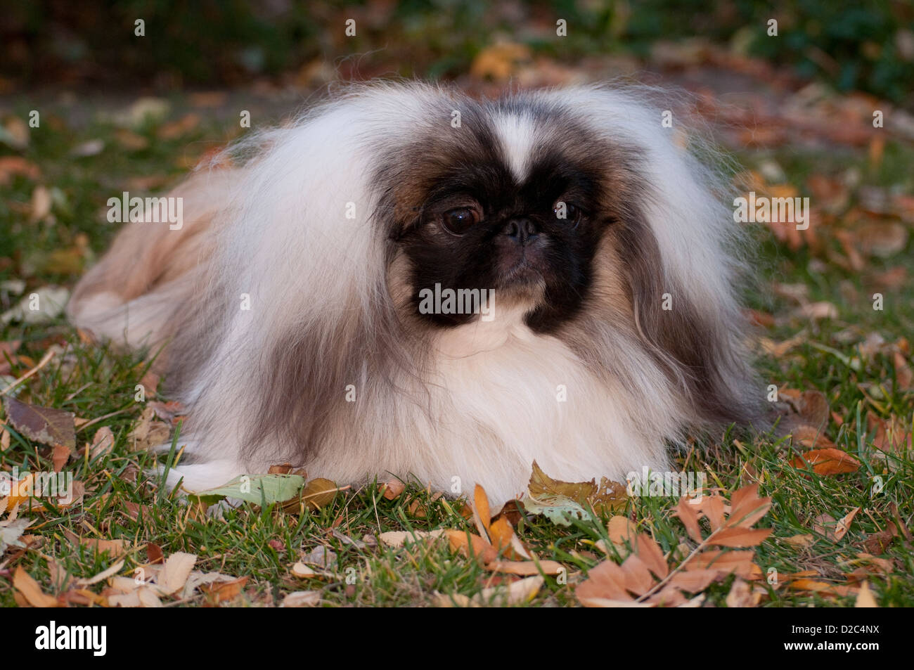 Pekingese laying on ground, with leaves around Stock Photo