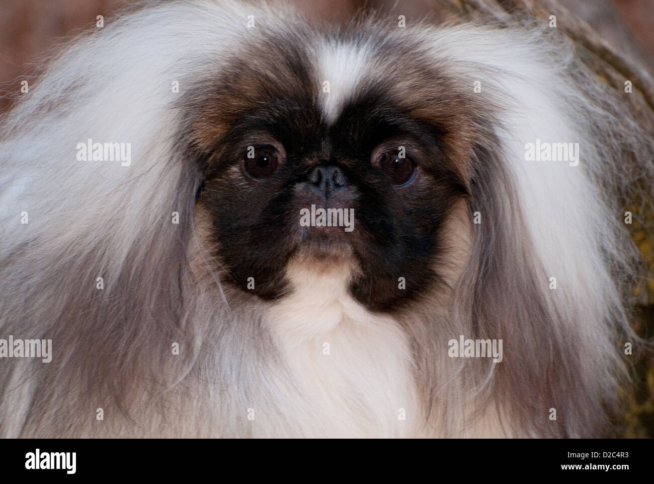 Head shot of Pekingese Stock Photo