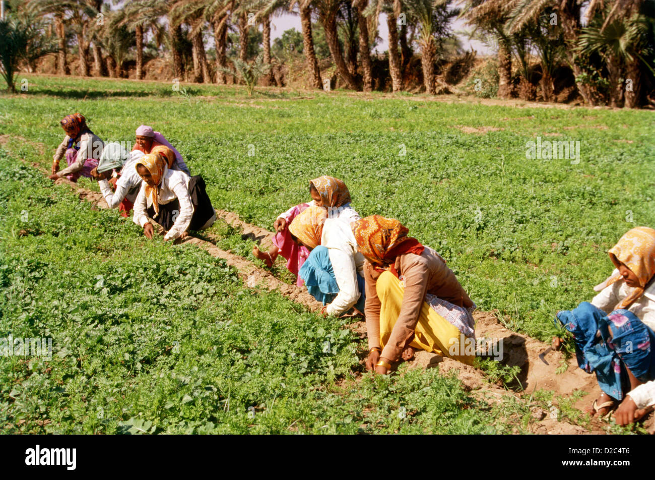 Women Picking Crops In A Field, India Stock Photo Alamy