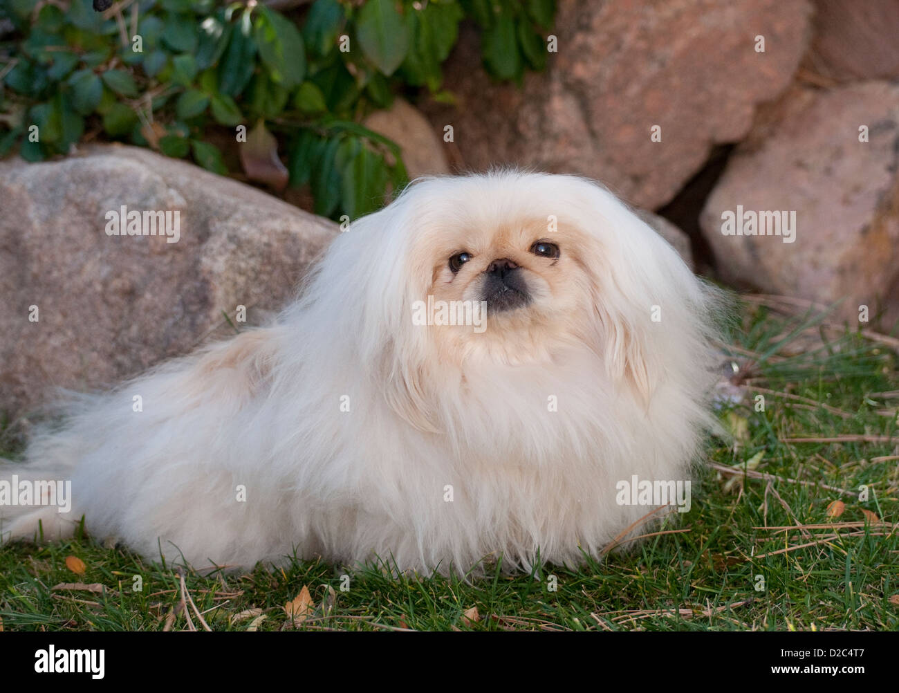 Pekingese lion dog hires stock photography and images Alamy