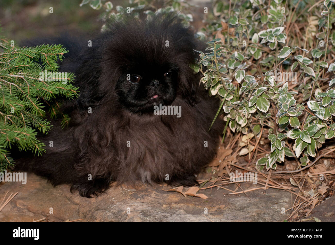 Black Pekingese puppy sitting Stock Photo