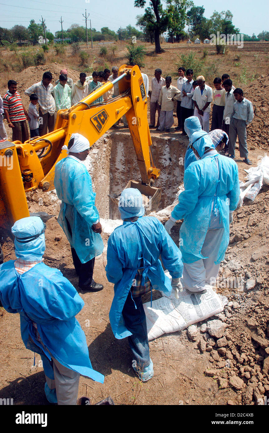 Health Workers Fill Pit Lime Powder Bury Infected Chickens Collected In