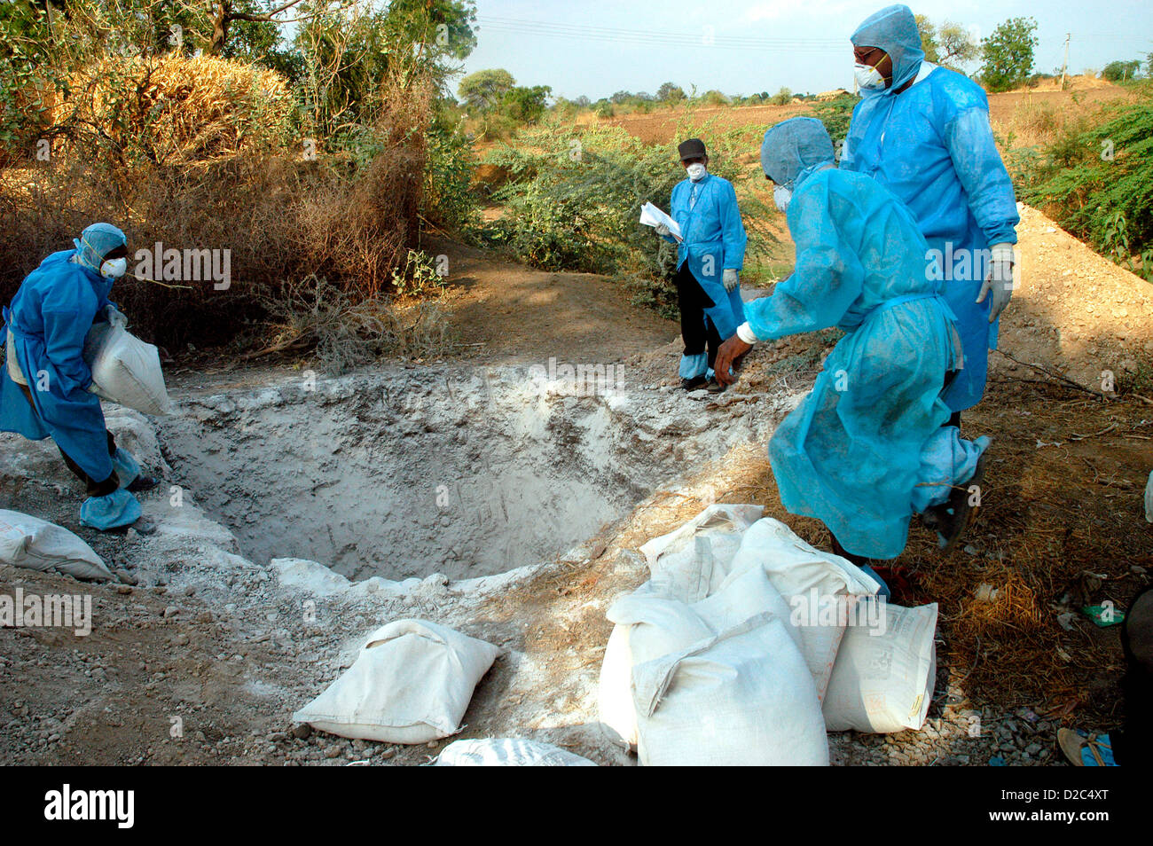 Health Workers Fill Pit Lime Powder Bury Infected Chickens Collected In