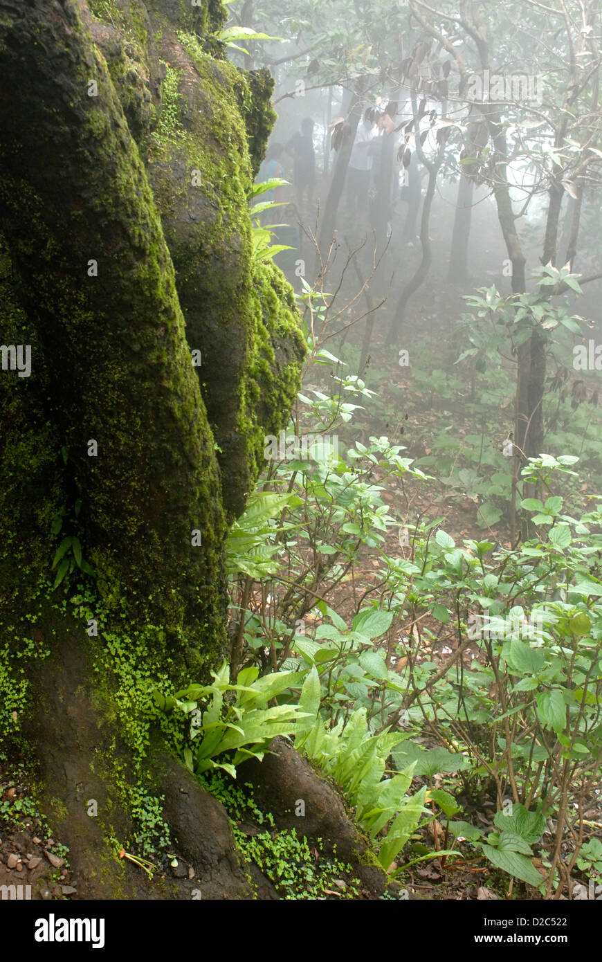 Green Moss On Rock At Mahabaleshwar Hill Station District Satara