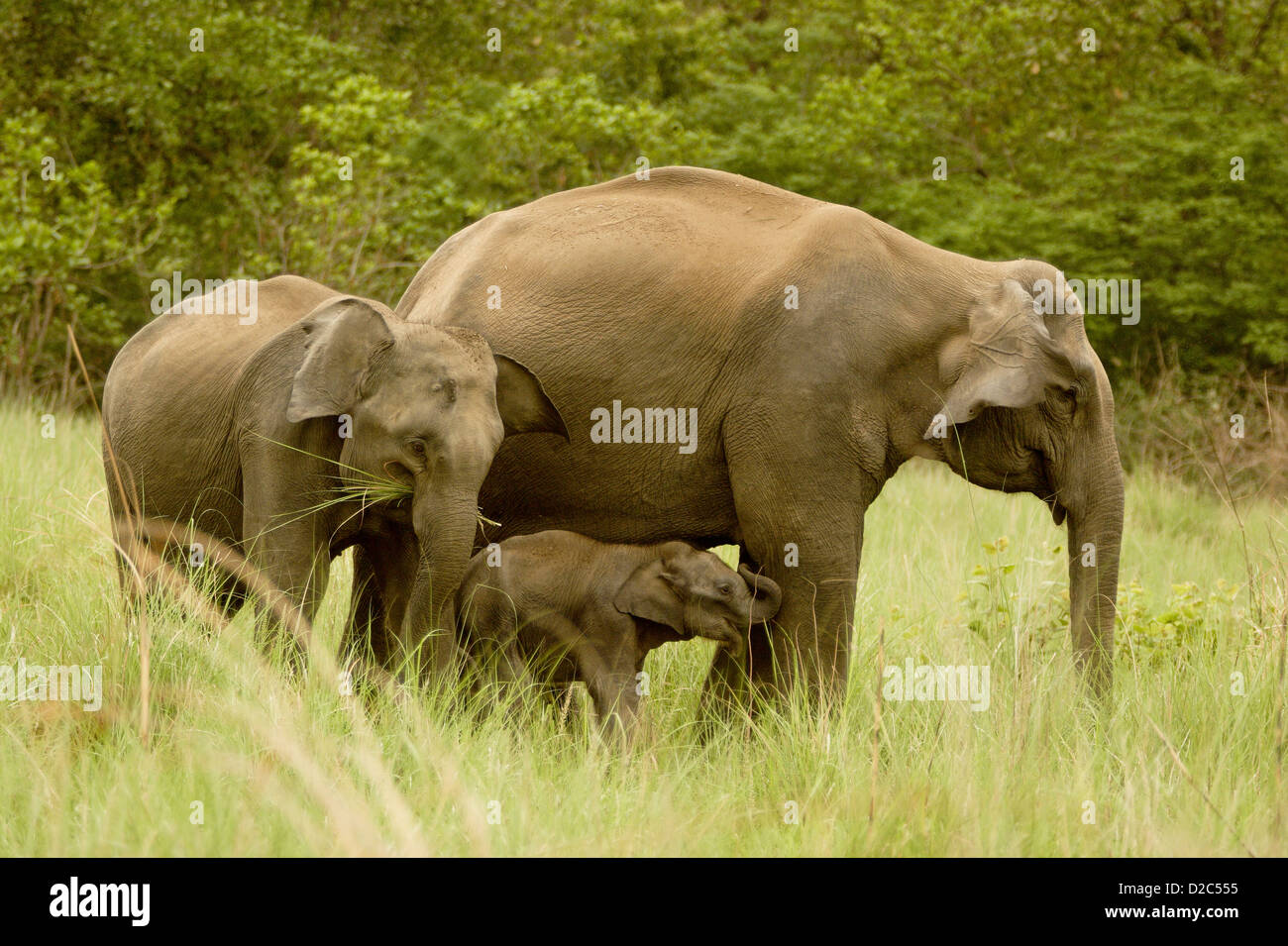 Asiatic Elephant With Young Calves Elephas Maximus In Corbett Tiger Reserve, Uttaranchal, India Stock Photo