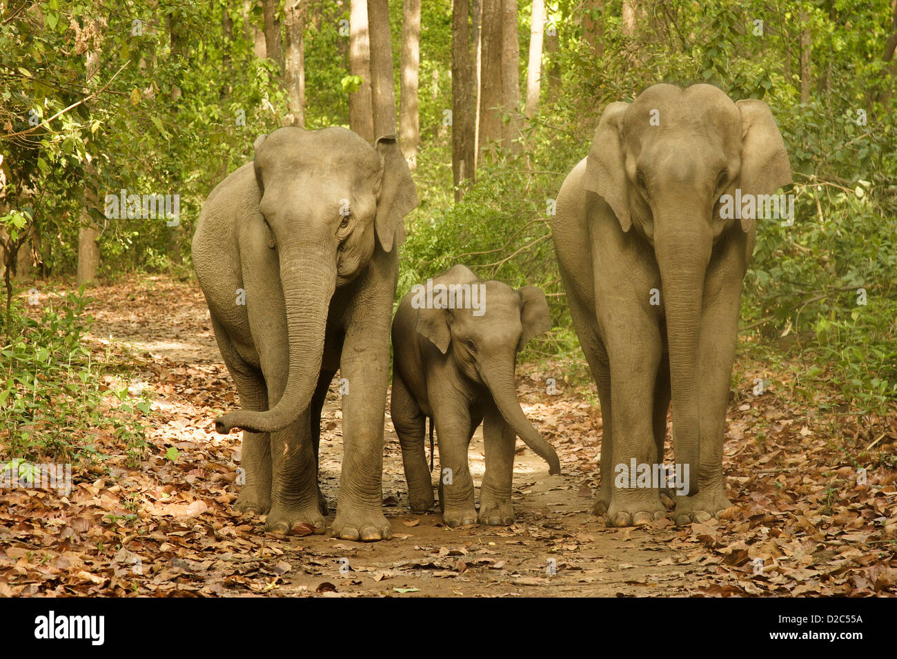 Asiatic Elephant Family With Young Calf. Elephas Maximus In Corbett Tiger Reserve, Uttaranchal, India Stock Photo
